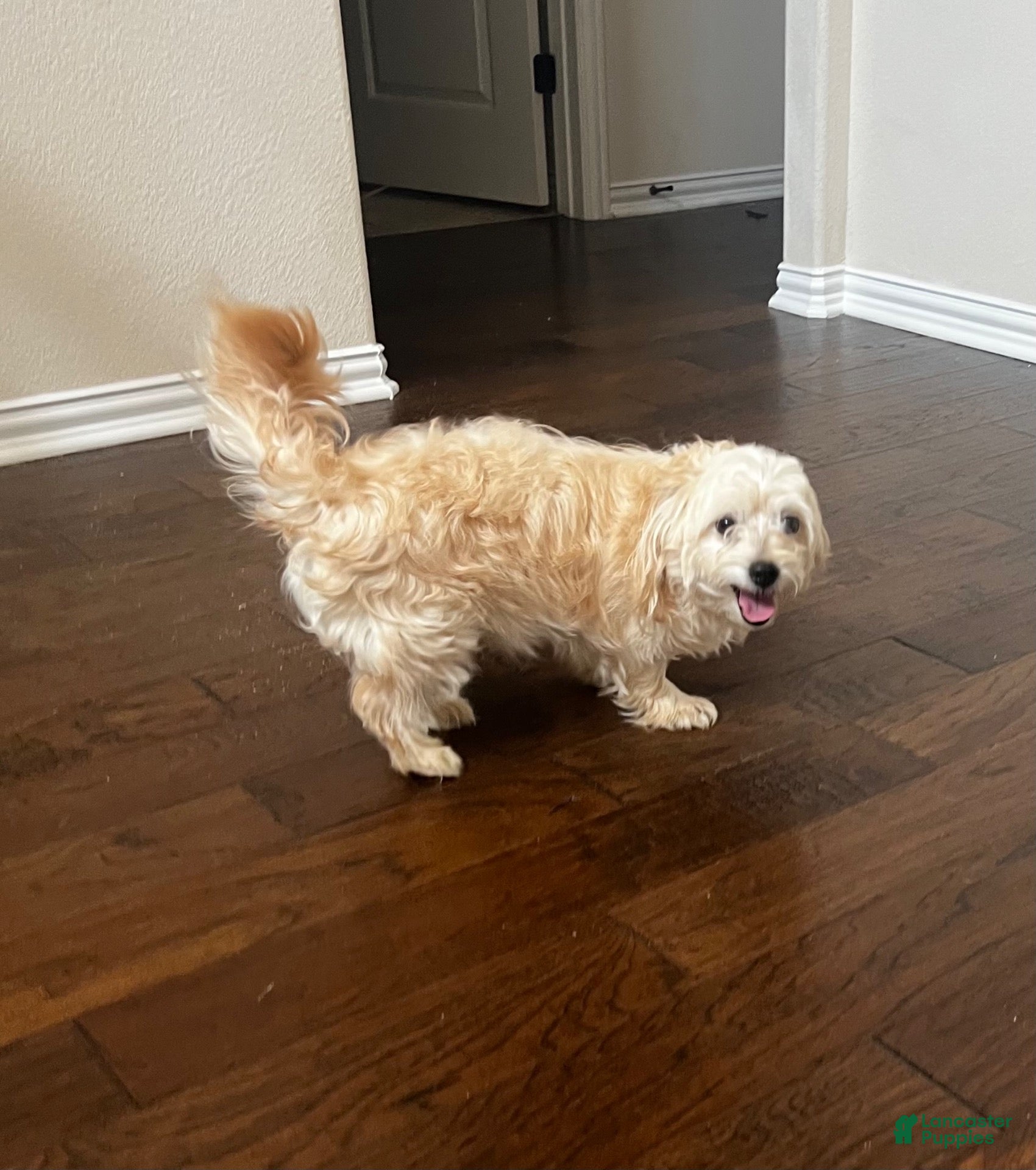 Maltipoo dogs Jack - Ad 5