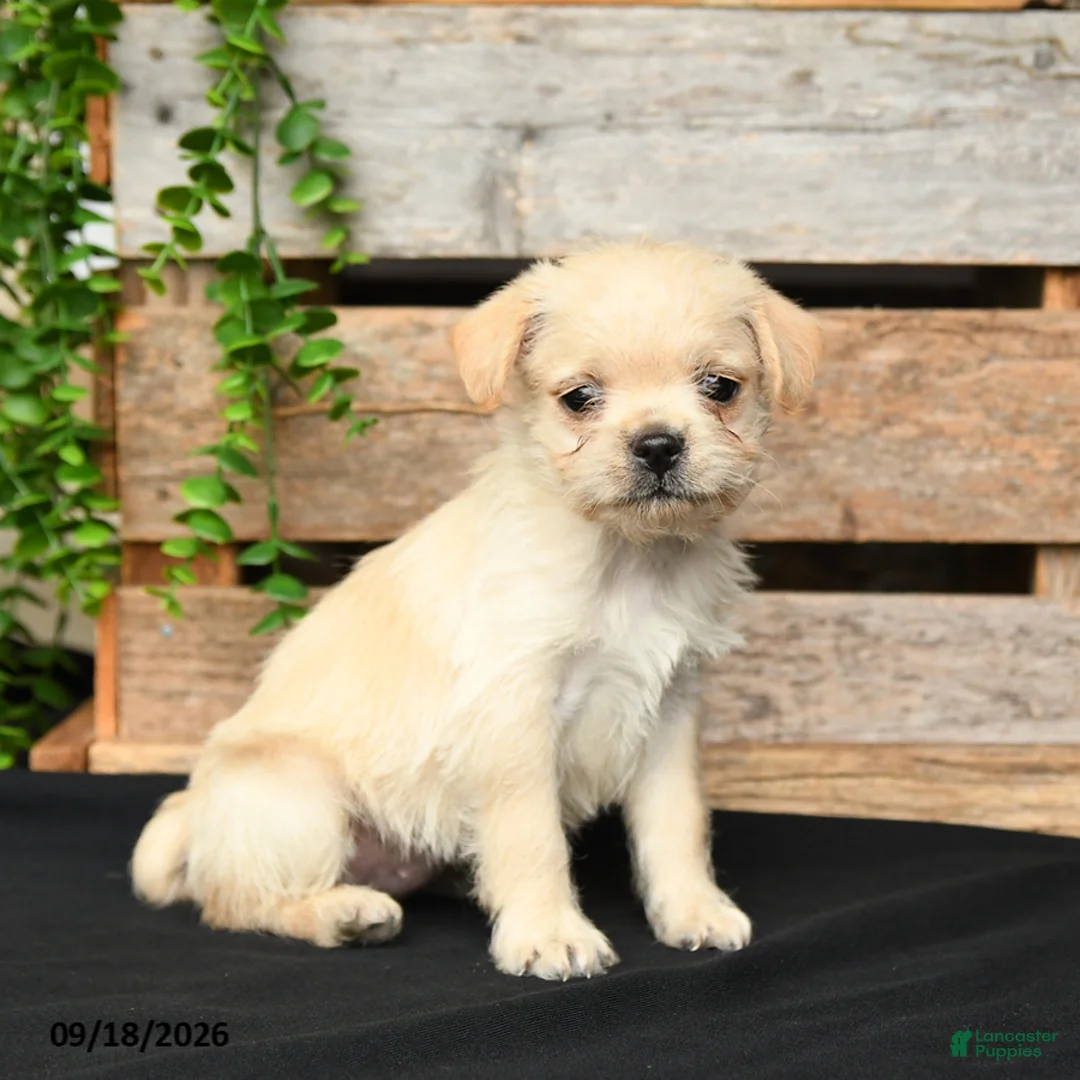 Mixed Breed dogs for sale: Tori - Ad 2