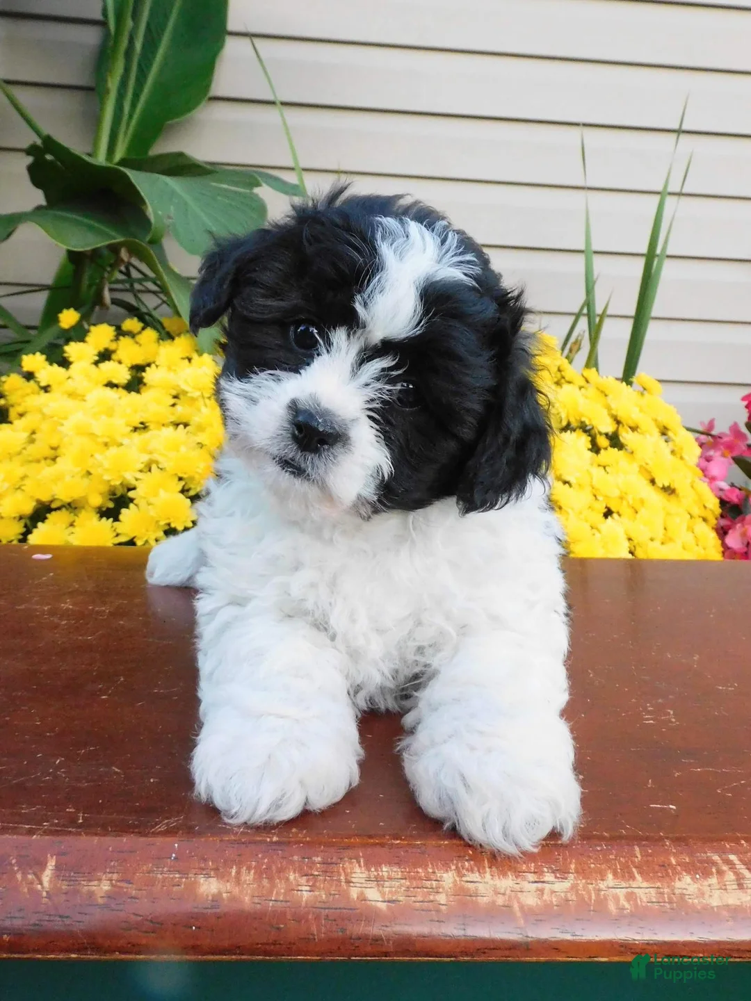 Teddy Bear dogs for sale: Oreo - Ad 1