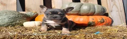 Mixed Breed dogs for sale: Tank  - Ad 7