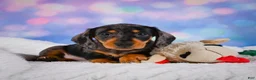 Miniature Dachshund dogs for sale: Rolex - Ad 12