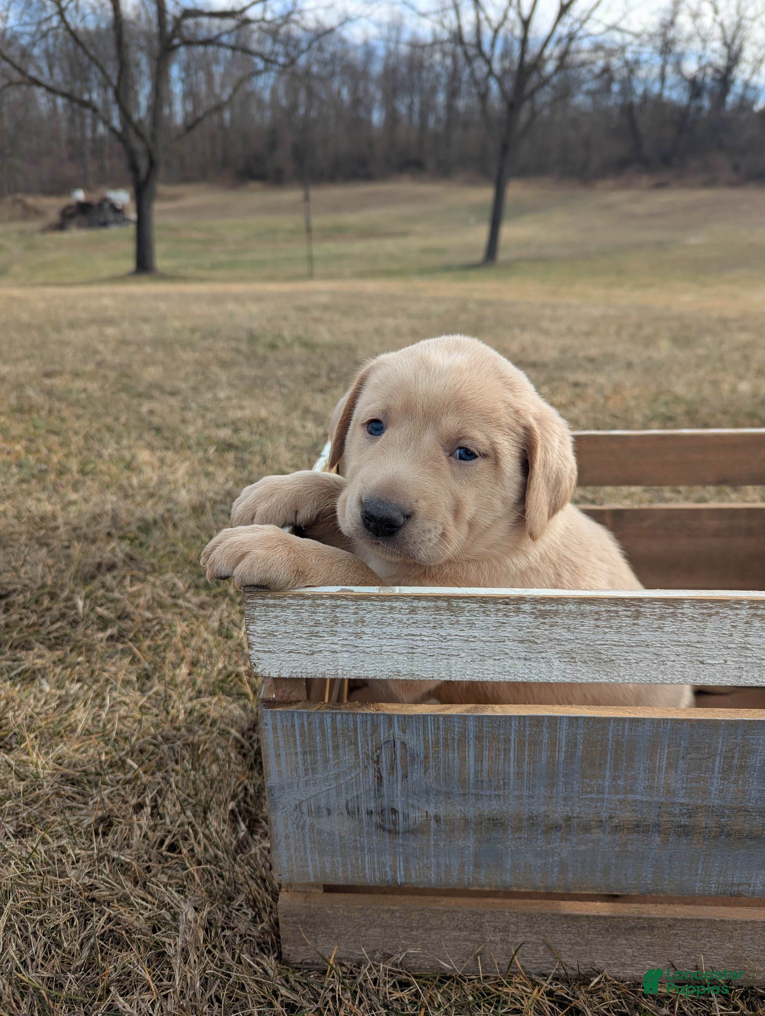 Labrador Retriever dogs Cooper - Ad 25