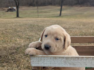 Labrador Retriever dogs Cooper - Ad 25
