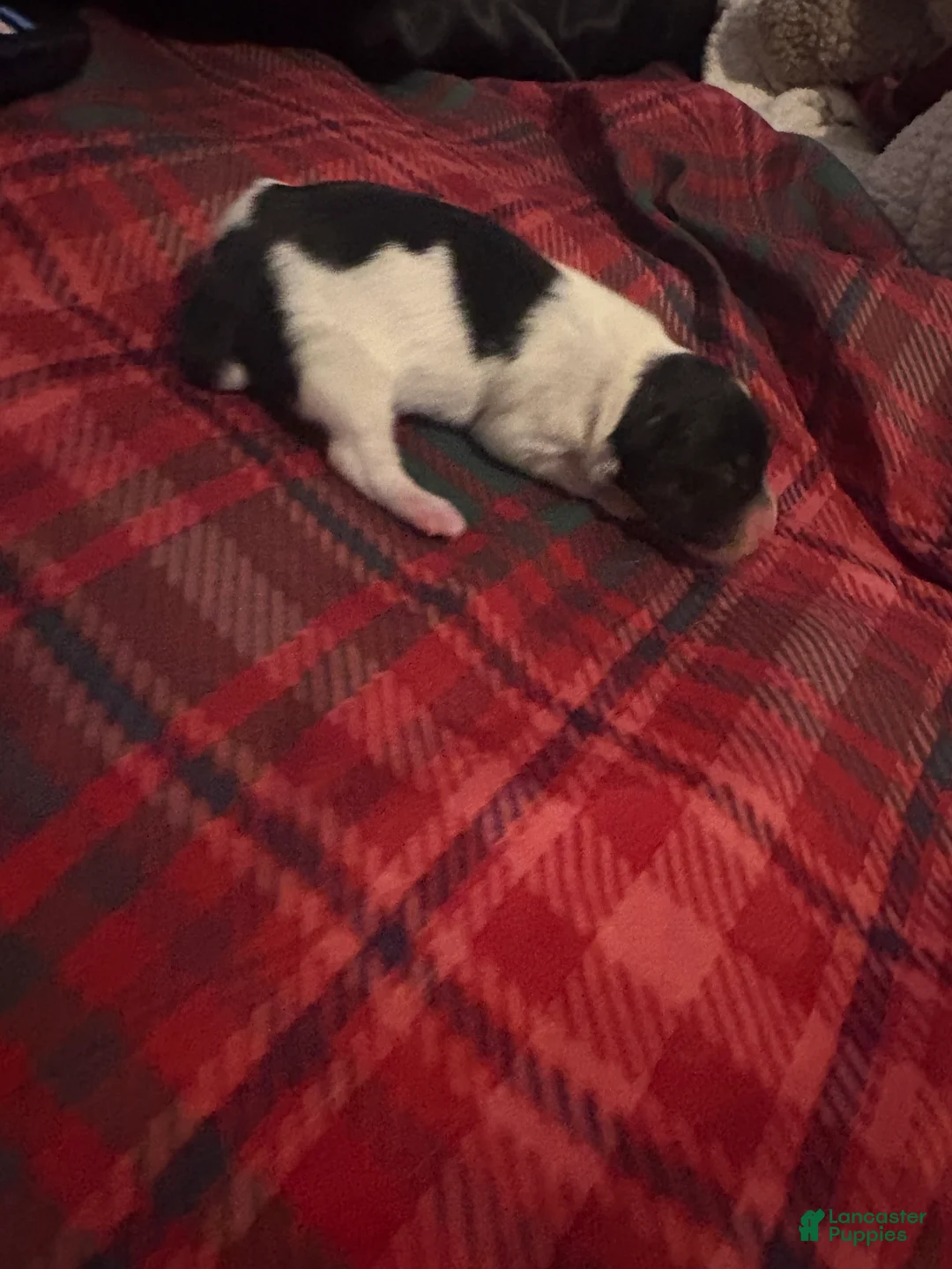 Mixed Breed dogs for sale: Oreo - Ad 3