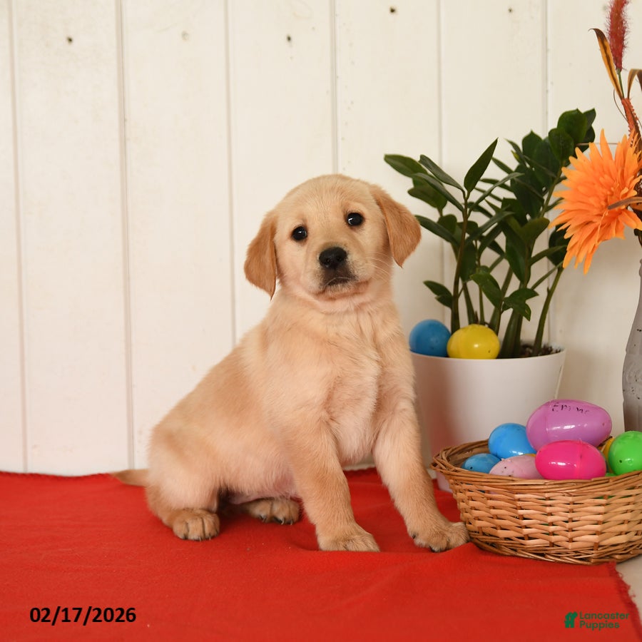 Goldador dogs Kozy - Ad 1