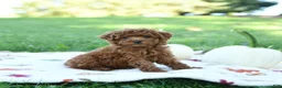 Toy Poodle dogs for sale: Graham - Ad 1