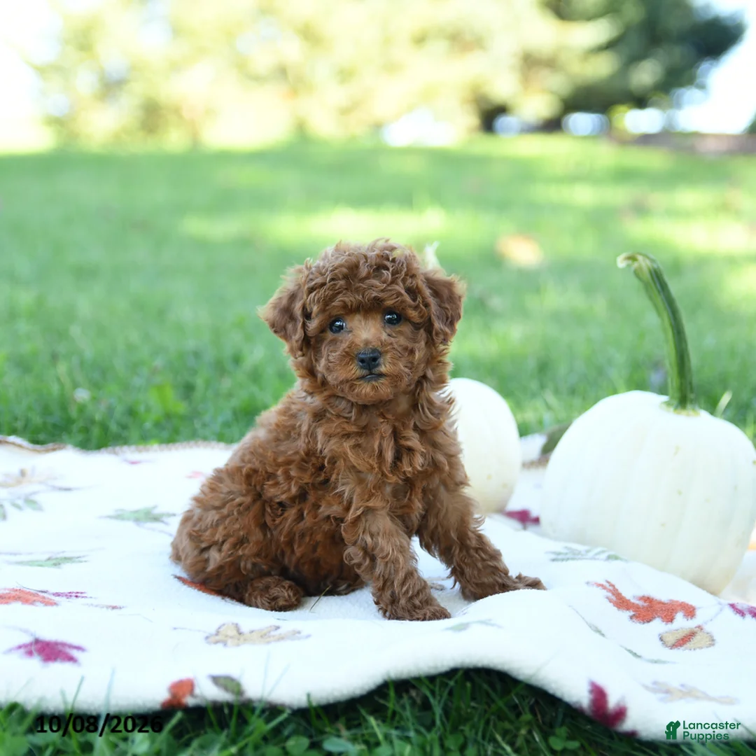Toy Poodle dogs for sale: Graham - Ad 1