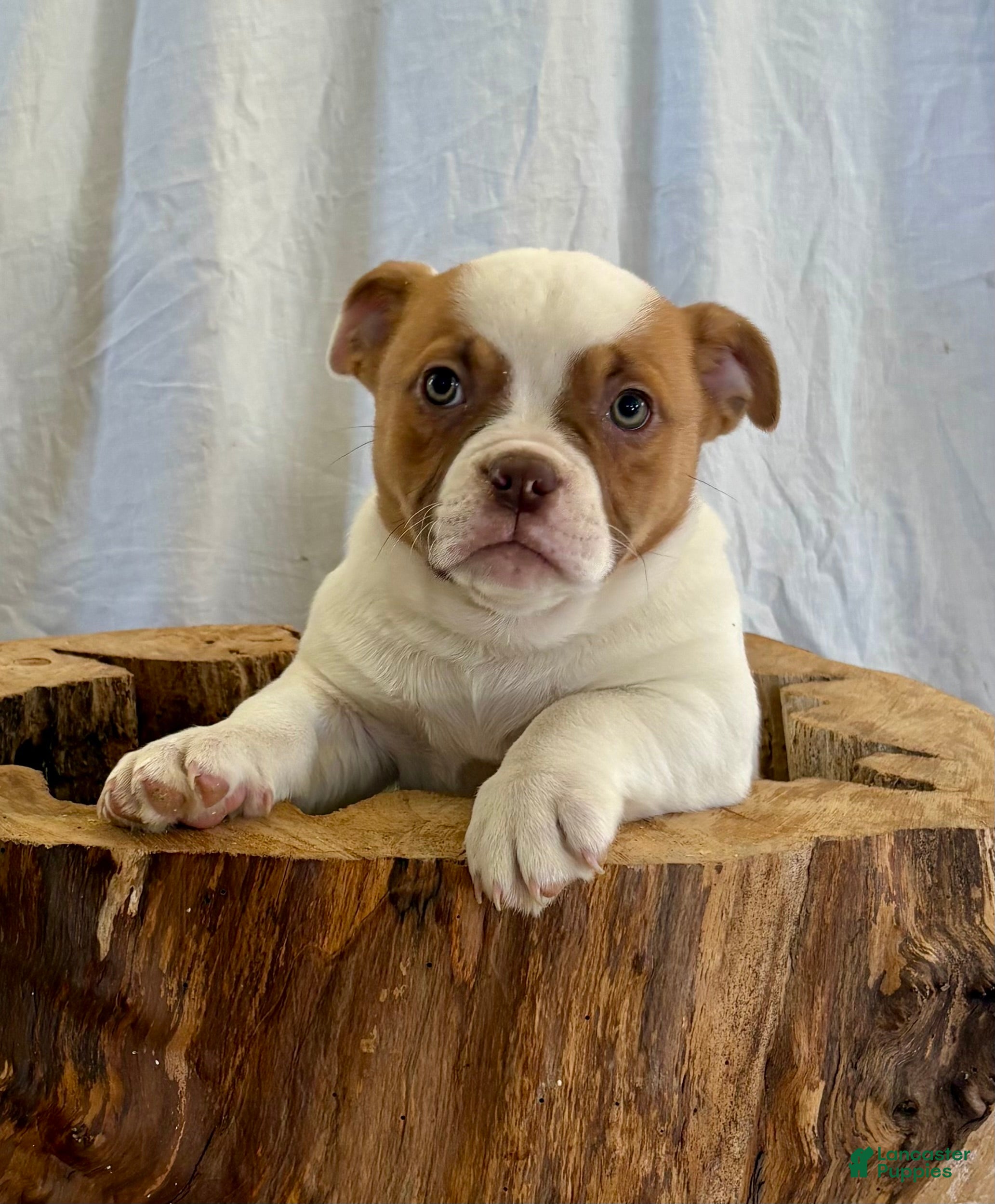 American Bulldog dogs American Bulldog Puppy 6 - Ad 1