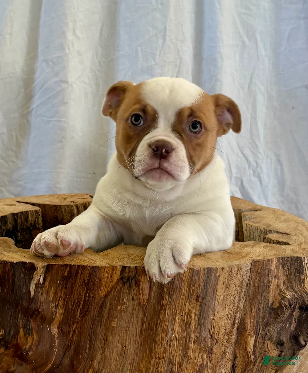 American Bulldog dogs for sale: American Bulldog Puppy 6 - Ad 1