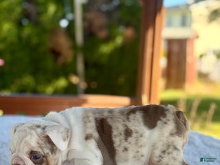 English Bulldog dogs - Ad 22