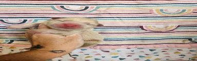 Cream rough chow 2