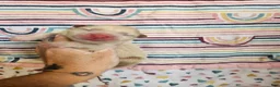 Chow Chow dogs for sale: Cream rough chow 2 - Ad 1