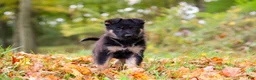 German Shepherd dogs for sale: Renita - Ad 5