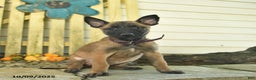 Belgian Malinois dogs for sale: Pearl  - Ad 11