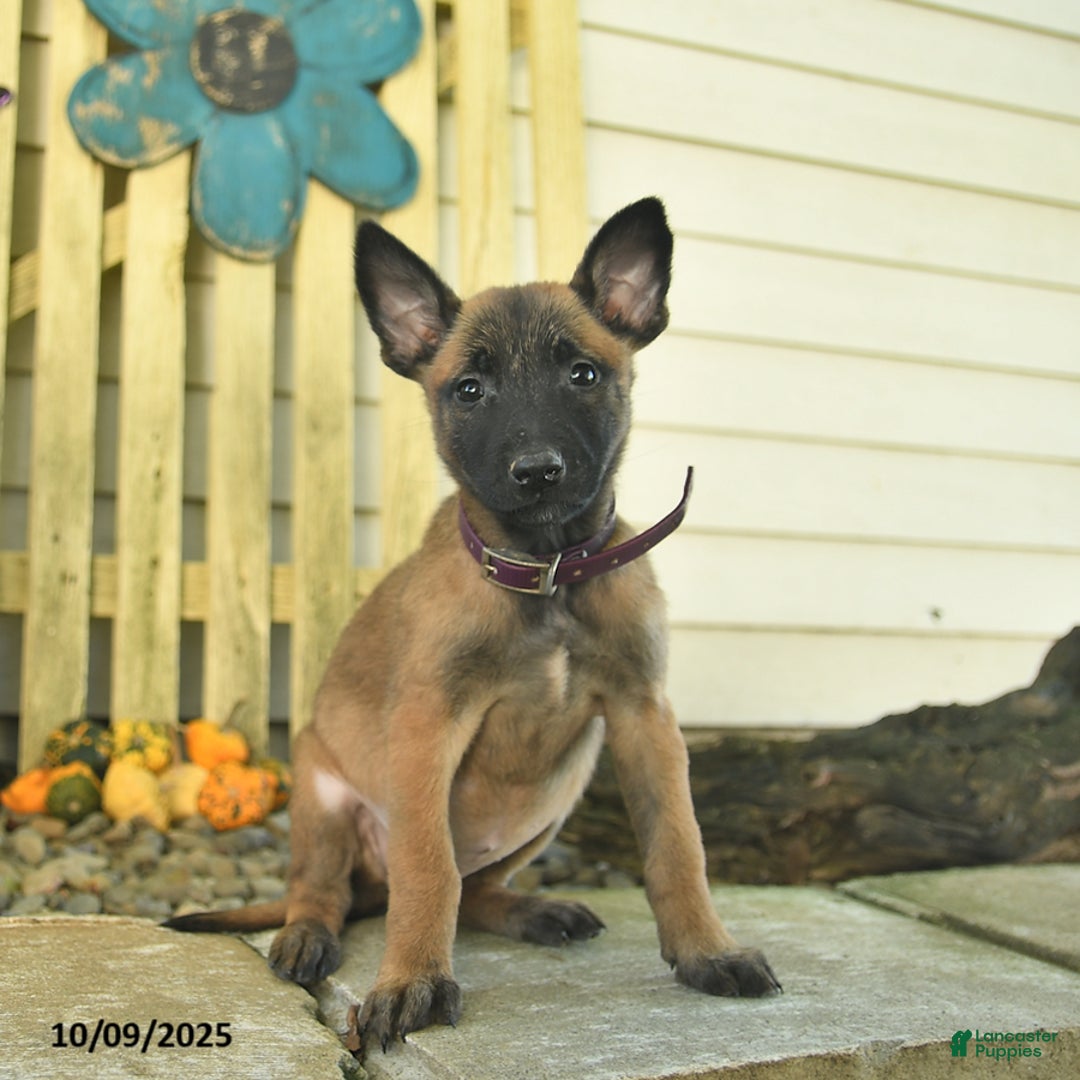 Belgian Malinois dogs for sale: Pearl  - Ad 11