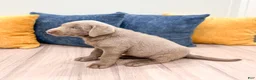 Labrador Retriever dogs for sale: Shadow - Ad 4