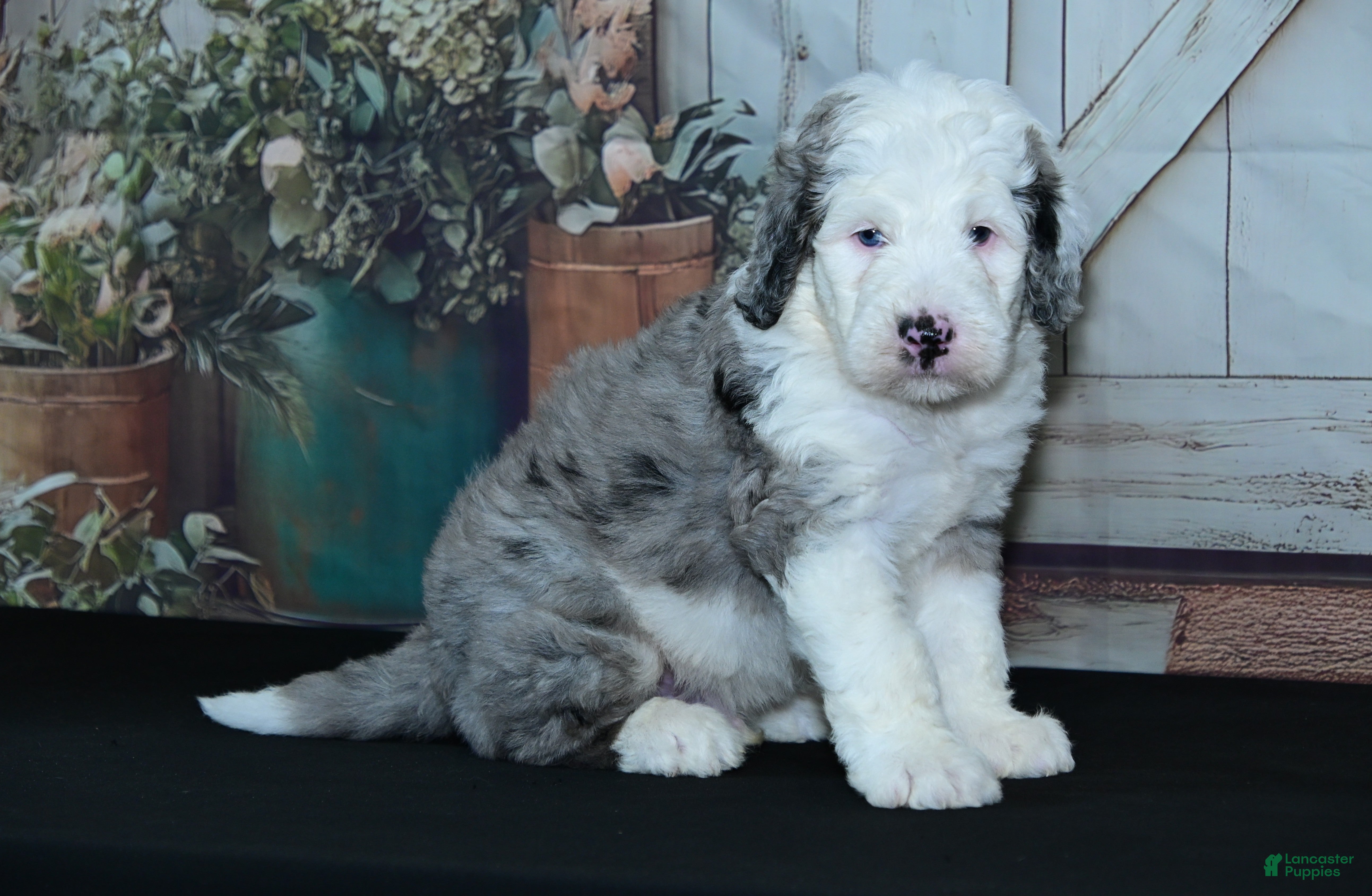 Sheepadoodle (Sheepadoodle, Male) in Ligonier, IN