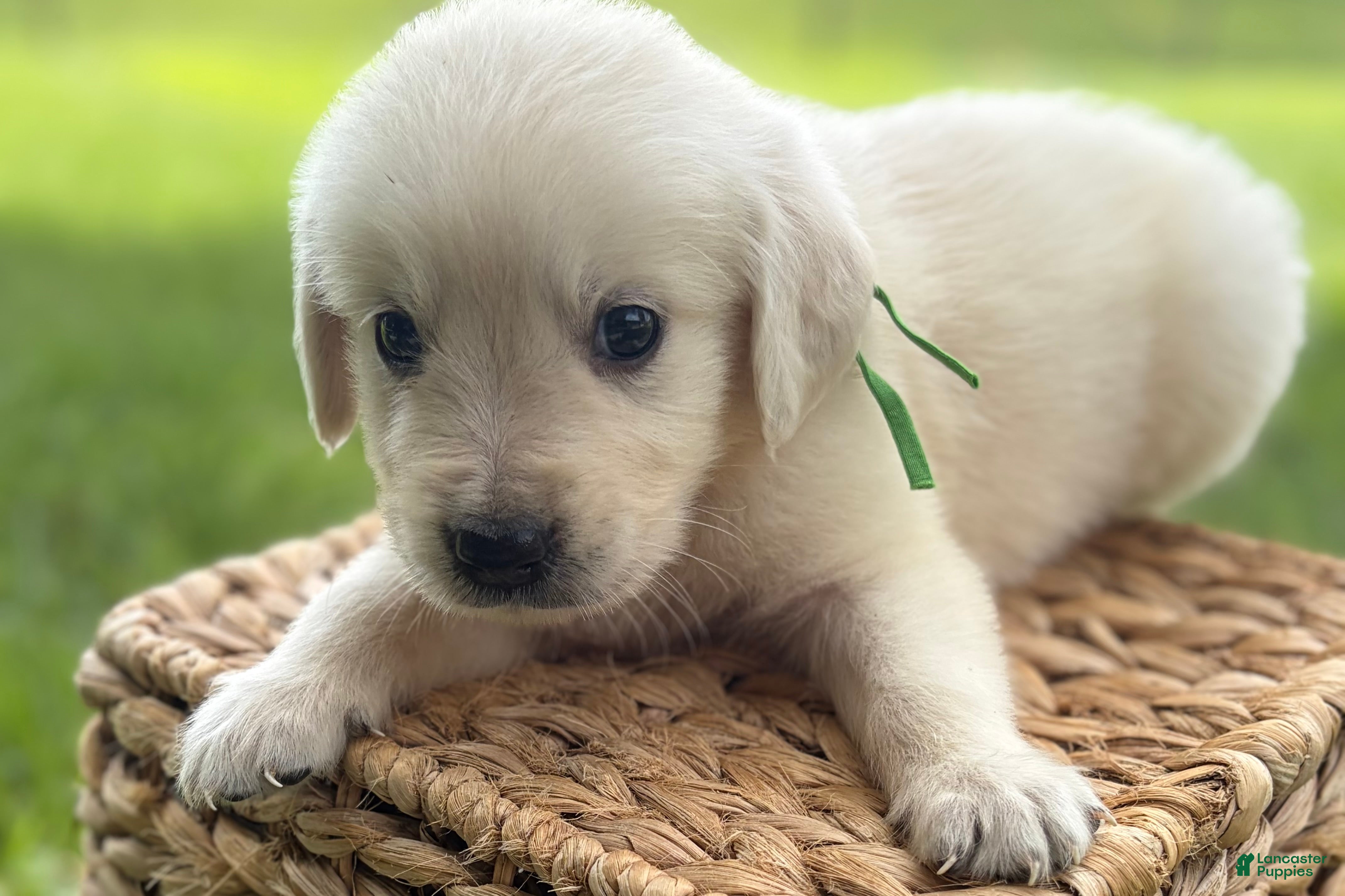 Golden Retriever dogs Green - Ad 2