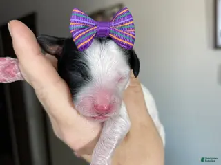 Miniature Poodle dogs Akc Clear Purple Bow - Ad 9