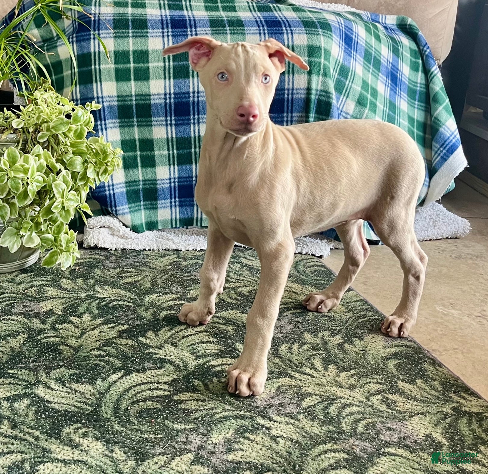 Doberman Pinscher dogs Tristen❤️🐾AKC Registered❤️🐾Call 717-548-2200 - Ad 42