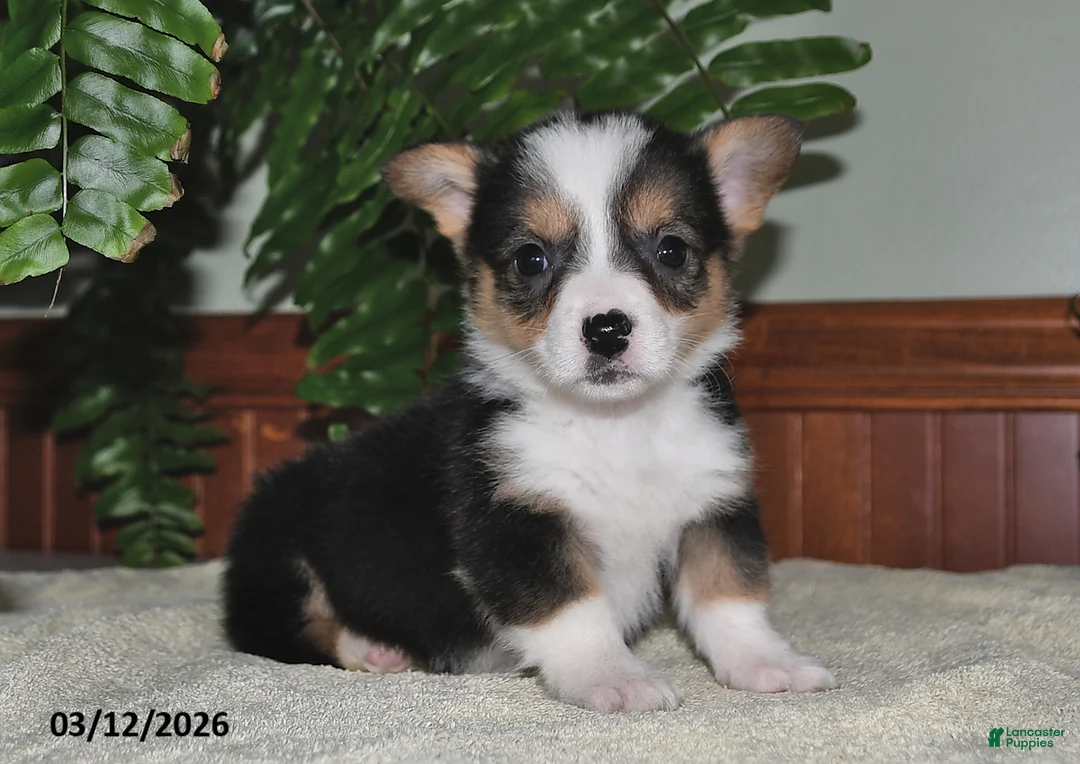 Welsh Corgi Pembroke dogs for sale: Callie - Ad 1
