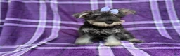 Miniature Schnauzer dogs for sale: Puddles - Ad 2