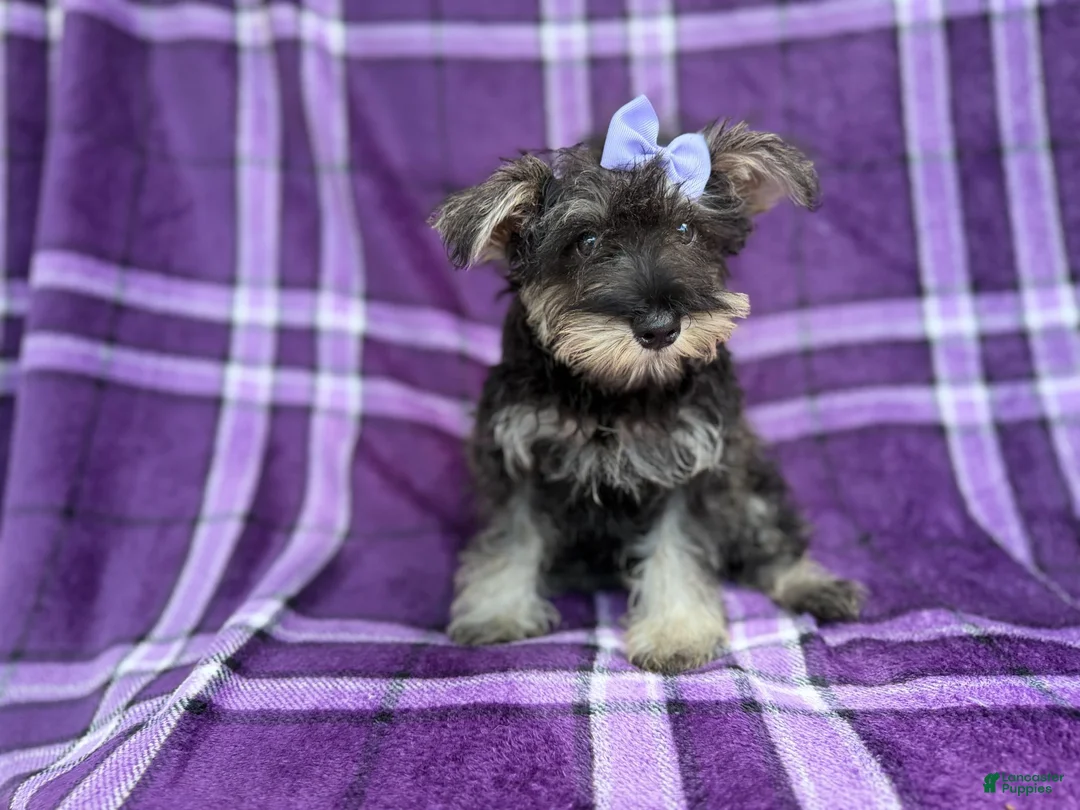 Miniature Schnauzer dogs for sale: Puddles - Ad 2
