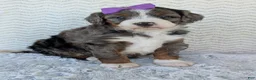 Mini Bernedoodle dogs for sale: Mini Indy - Ad 22