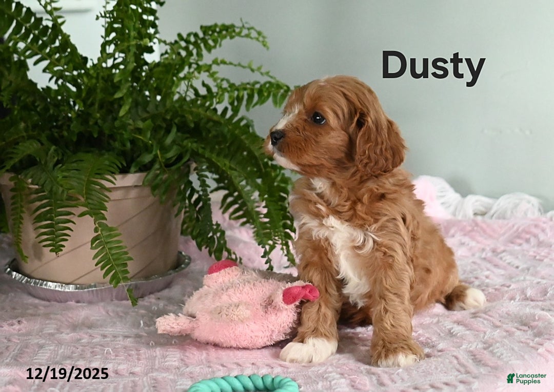 Cavapoo dogs for sale: Dusty - Ad 3