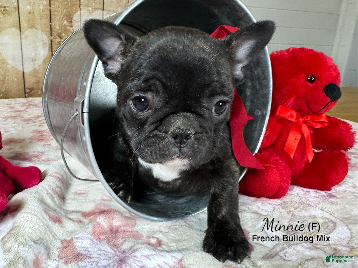 Mixed Breed dogs Minnie - Ad 2