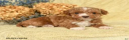 Toy Poodle dogs for sale: Vinny - Ad 2