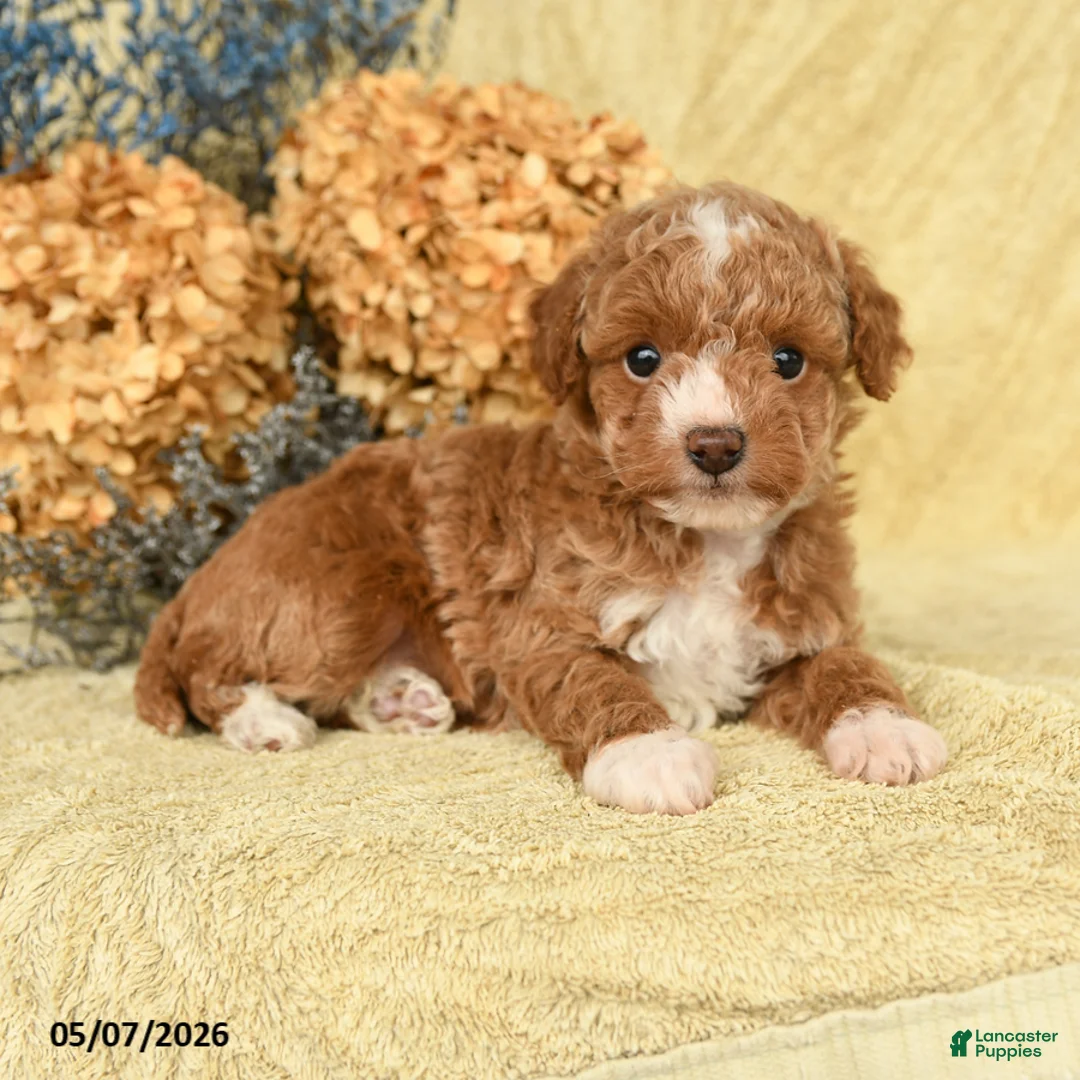 Toy Poodle dogs for sale: Vinny - Ad 2