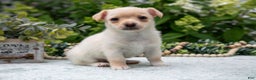 Chihuahua dogs for sale: Butterscotch - Ad 2