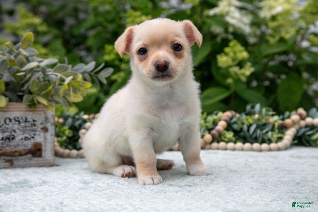 Chihuahua dogs for sale: Butterscotch - Ad 2