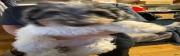 Bernedoodle dogs for sale: Princess - Ad 2