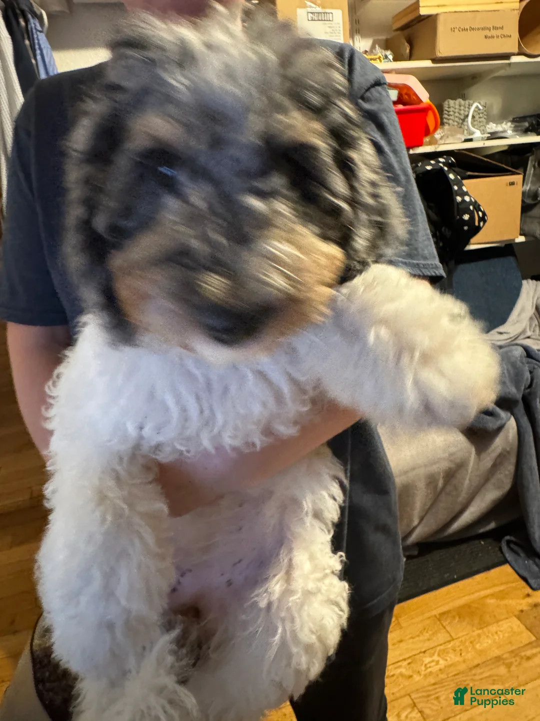 Bernedoodle dogs for sale: Princess - Ad 2