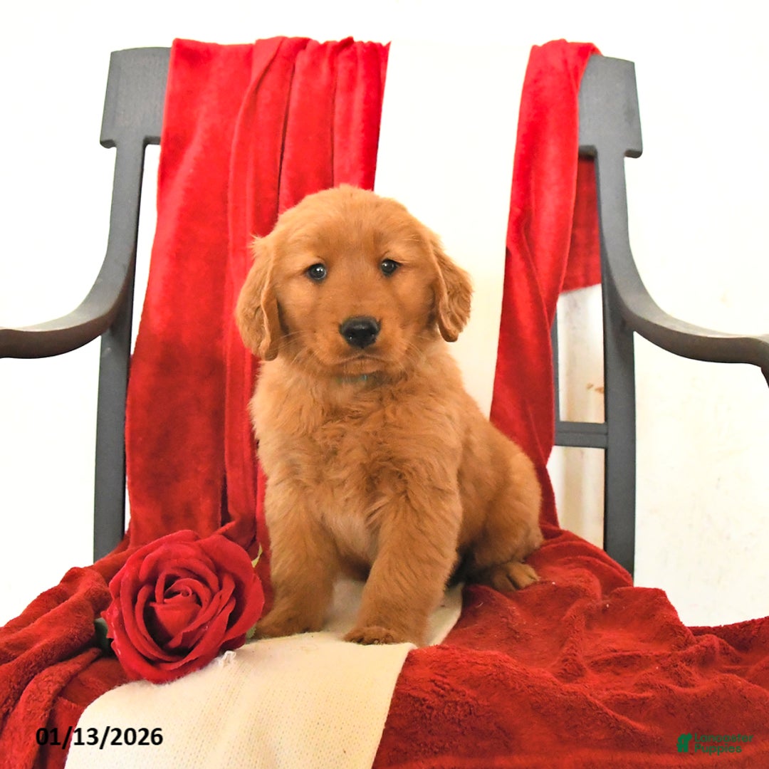 Golden Retriever dogs for sale: Jerry - Ad 5