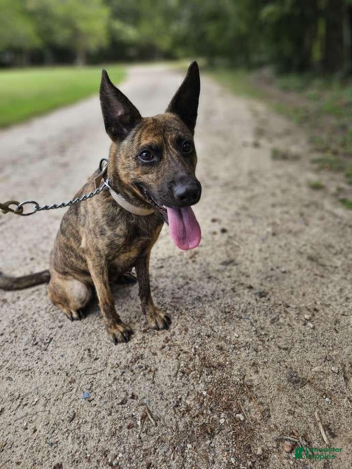 Mixed Breed dogs Margo - Ad 1
