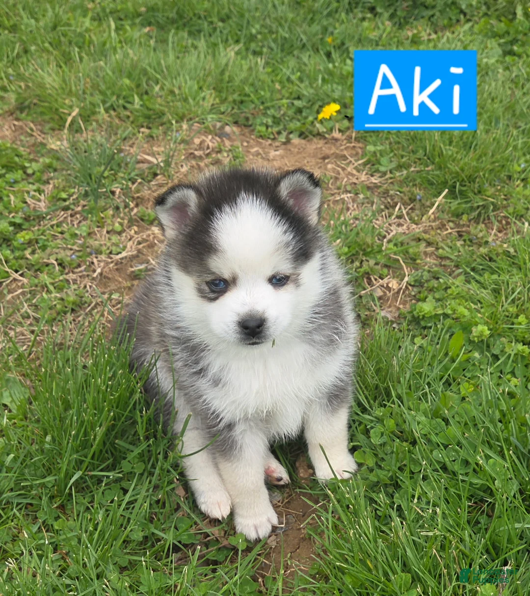 Pomsky dogs for sale: Aki - Ad 1