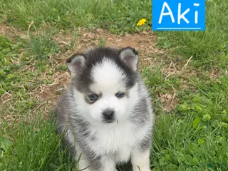Pomsky dogs for sale: Aki - Ad 4