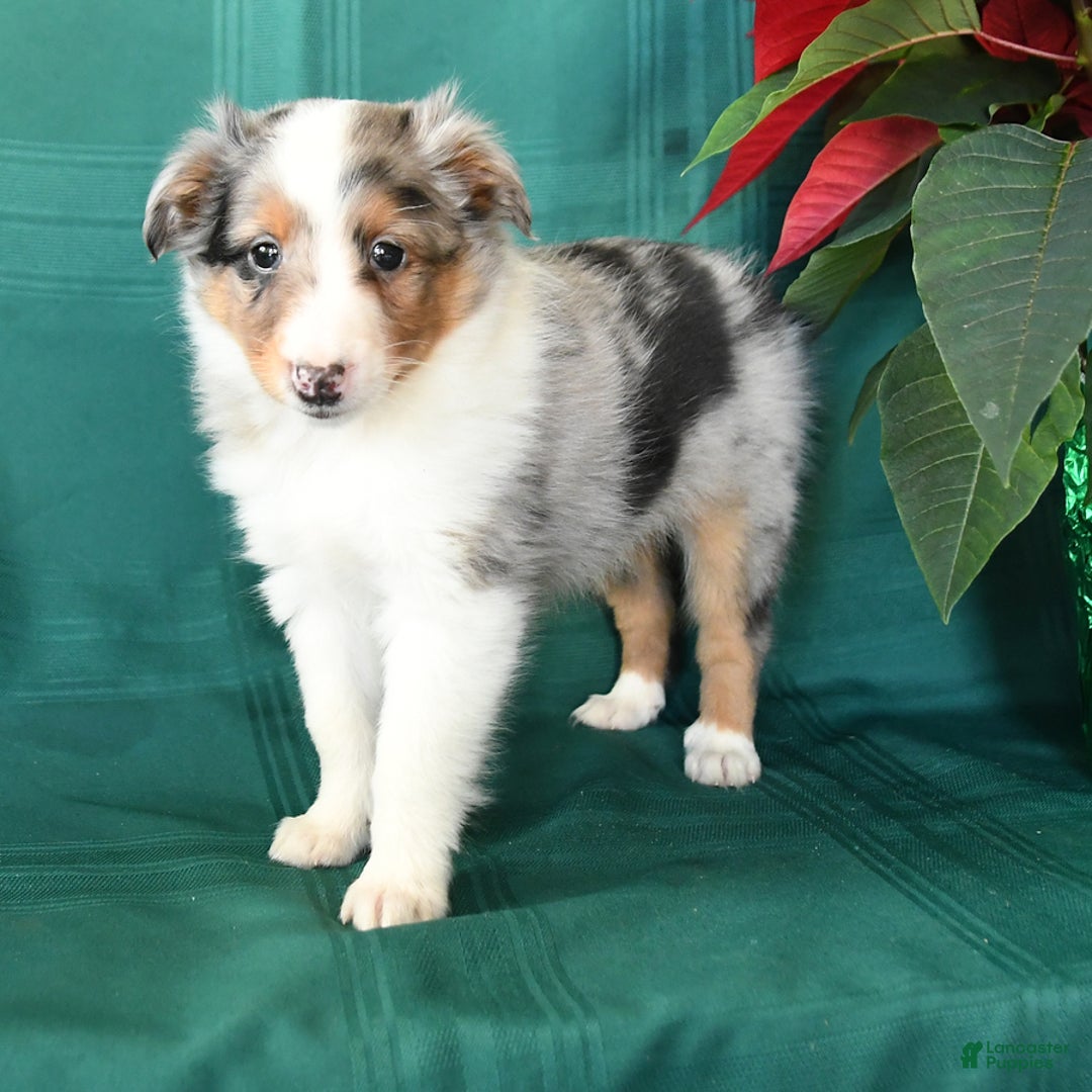 Shetland Sheepdog dogs for sale: Merle - Ad 2