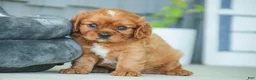 Cavalier King Charles Spaniel dogs for sale: Grady Cavalier King Charles Spaniel  - Ad 3