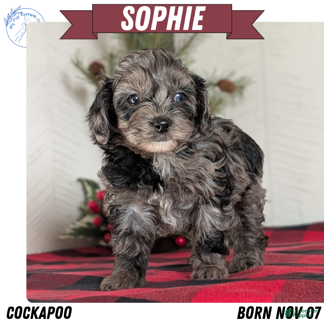Cockapoo dogs Sophie - Ad 13