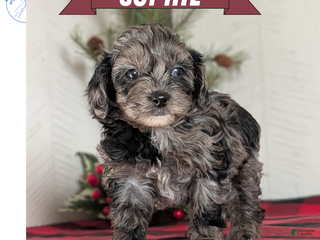 Cockapoo dogs Sophie - Ad 13