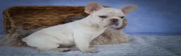French Bulldog dogs for sale: Tansy🌸 - Ad 8