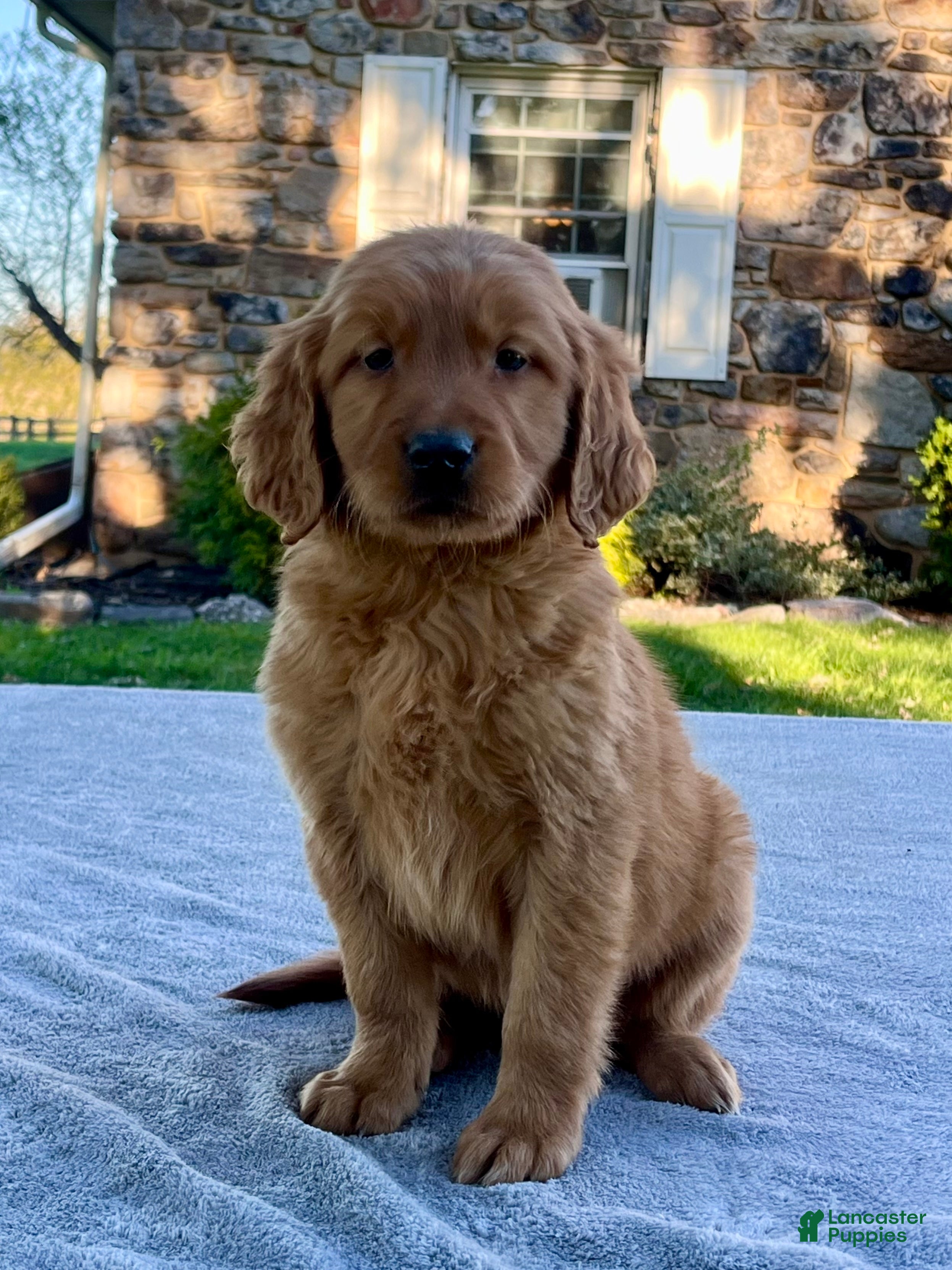 Golden Retriever dogs Luther - Ad 2