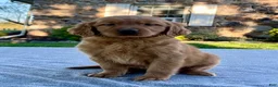 Golden Retriever dogs for sale: Luther - Ad 2