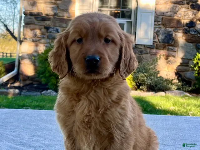 Golden Retriever dogs Luther - Ad 2