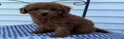 Miniature Poodle dogs for sale: Titus - Ad 3