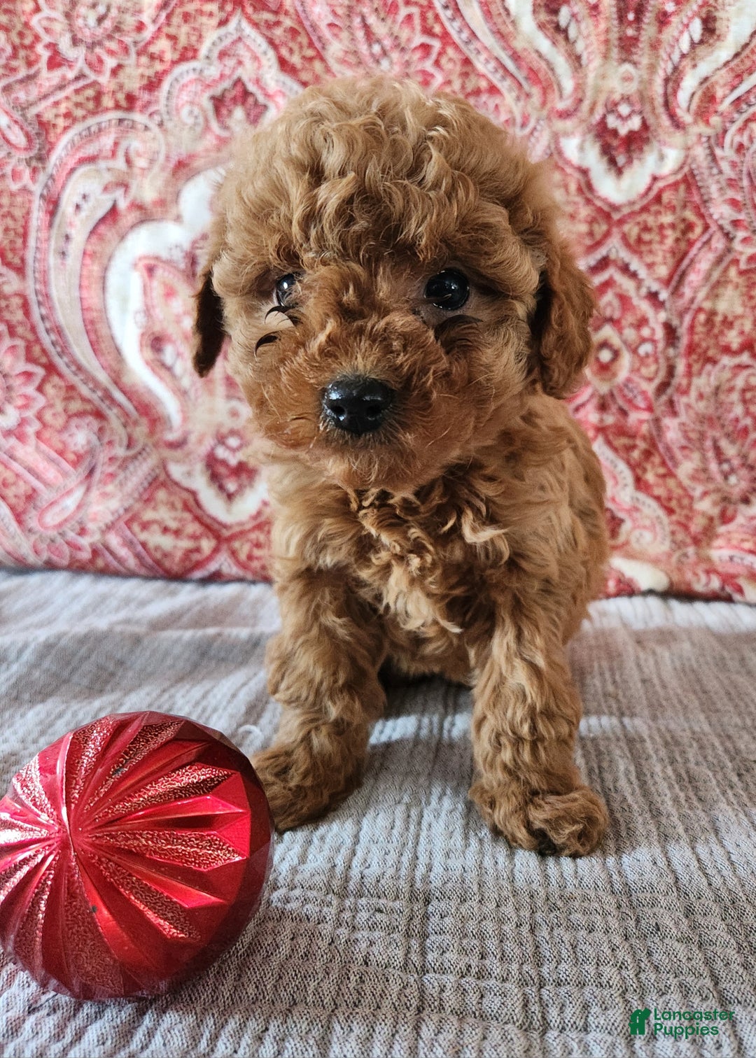 Mini Goldendoodle dogs for sale: Brook  - Ad 2